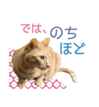 キジトラ白＆チャトラ◆和柄風◆毎日ねこ4（個別スタンプ：38）