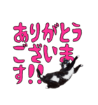 筋肉猫のめなさん（日常編）（個別スタンプ：1）