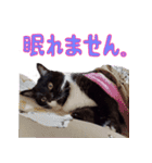 筋肉猫のめなさん（日常編）（個別スタンプ：15）