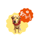 ラブラドール【ジャスミン＆ウィンディ】（個別スタンプ：2）