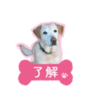 ラブラドール【ジャスミン＆ウィンディ】（個別スタンプ：3）