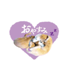 ラブラドール【ジャスミン＆ウィンディ】（個別スタンプ：4）