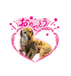 ラブラドール【ジャスミン＆ウィンディ】（個別スタンプ：5）