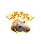 ラブラドール【ジャスミン＆ウィンディ】（個別スタンプ：8）