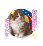 ねこまーち 艶やかベイビー（個別スタンプ：1）