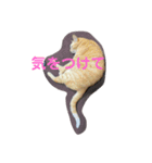 がんばれ、れもんちゃん4（個別スタンプ：1）