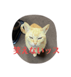 がんばれ、れもんちゃん4（個別スタンプ：8）