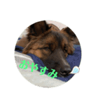 元野犬・ぴーすけ（個別スタンプ：2）