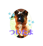 元野犬・ぴーすけ（個別スタンプ：3）