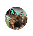 元野犬・ぴーすけ（個別スタンプ：4）