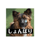 元野犬・ぴーすけ（個別スタンプ：6）