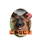 元野犬・ぴーすけ（個別スタンプ：7）