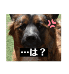 元野犬・ぴーすけ（個別スタンプ：8）