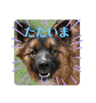 元野犬・ぴーすけ（個別スタンプ：9）