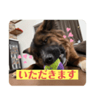 元野犬・ぴーすけ（個別スタンプ：10）
