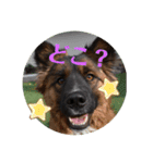 元野犬・ぴーすけ（個別スタンプ：11）