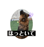 元野犬・ぴーすけ（個別スタンプ：12）