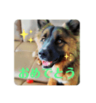 元野犬・ぴーすけ（個別スタンプ：13）