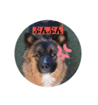 元野犬・ぴーすけ（個別スタンプ：14）