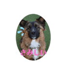 元野犬・ぴーすけ（個別スタンプ：15）