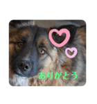元野犬・ぴーすけ（個別スタンプ：16）