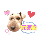 ウェルシュテリア ♡ ジェリーさんの1日（個別スタンプ：1）
