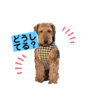 ウェルシュテリア ♡ ジェリーさんの1日（個別スタンプ：5）