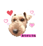 ウェルシュテリア ♡ ジェリーさんの1日（個別スタンプ：6）
