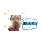 ウェルシュテリア ♡ ジェリーさんの1日（個別スタンプ：14）