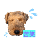 ウェルシュテリア ♡ ジェリーさんの1日（個別スタンプ：15）