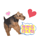 ウェルシュテリア ♡ ジェリーさんの1日（個別スタンプ：16）