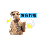 ウェルシュテリア ♡ ジェリーさんの1日（個別スタンプ：21）