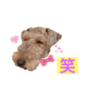 ウェルシュテリア ♡ ジェリーさんの1日（個別スタンプ：22）