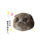 猫のらむねスタンプ（個別スタンプ：5）