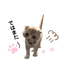 猫のらむねスタンプ（個別スタンプ：11）