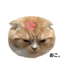 猫のらむねスタンプ（個別スタンプ：12）