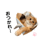 猫のらむねスタンプ（個別スタンプ：13）