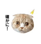 猫のらむねスタンプ（個別スタンプ：14）