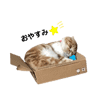猫のらむねスタンプ（個別スタンプ：16）