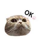 猫のらむねスタンプ（個別スタンプ：17）