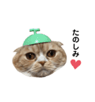 猫のらむねスタンプ（個別スタンプ：20）