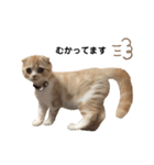 猫のらむねスタンプ（個別スタンプ：22）