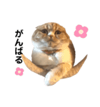 猫のらむねスタンプ（個別スタンプ：24）