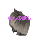 1年中使えるマカロンのスタンプ（個別スタンプ：4）