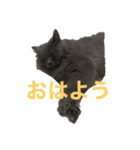 1年中使えるマカロンのスタンプ（個別スタンプ：6）
