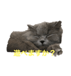 1年中使えるマカロンのスタンプ（個別スタンプ：13）