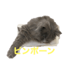 1年中使えるマカロンのスタンプ（個別スタンプ：15）