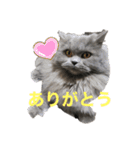 1年中使えるマカロンのスタンプ（個別スタンプ：20）