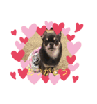 犬わんわんスタンプ（個別スタンプ：1）