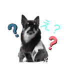 犬わんわんスタンプ（個別スタンプ：2）